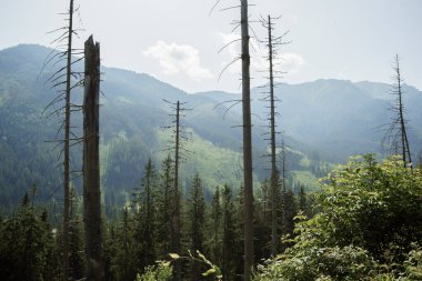 Polonya 'da dağlarda yürüyüş, Zakopane. Yazın dağ gölü Morskie Oko 'ya giderken dağların ve yeşilliklerin güzel manzarası. Zakopane çevresindeki Yüksek Tatras Ulusal Parkı