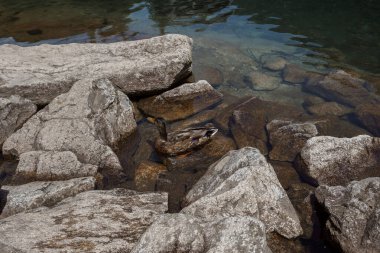 Tatras 'taki bir dağ gölünde bir ördek yüzüyor, Morskie Oko, Zakopane, Polonya.