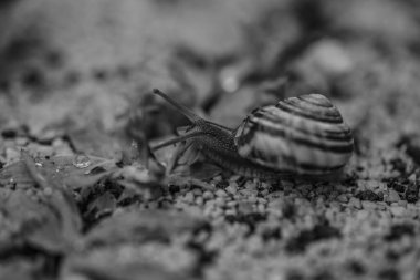 Çizgili bir salyangozun Macro fotoğrafı. Salyangoz yapraklar ve kum üzerinde sürünür. Detaylı salyangoz fotoğrafçılığı. Bir salyangozun siyah beyaz fotoğrafı.