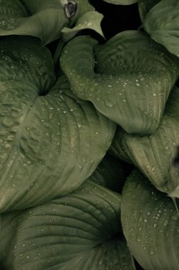 Büyük yeşil yaprakların arkaplanı yakındır. Yeşil yaprakların üzerindeki yağmur damlalarının makro fotoğrafları. Güzel doğal yeşil yaprak dokusu. Güzel koyu yeşil renk.