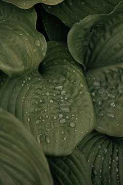 Büyük yeşil yaprakların arkaplanı yakındır. Yeşil yaprakların üzerindeki yağmur damlalarının makro fotoğrafları. Güzel doğal yeşil yaprak dokusu. Güzel koyu yeşil renk.