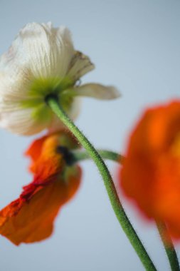 Beyaz arka planda şeffaf vazoda turuncu ve kremalı beyaz ranunculus. Renkli ranunculusun makro fotoğrafçılığı.