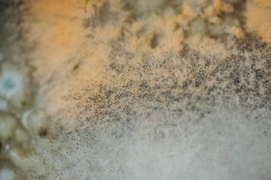 Küfün makro fotoğrafı. Çorbanın üstüne kalıp dök. ışık soyutlaması