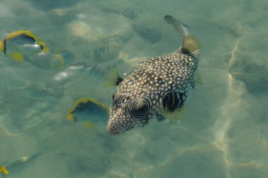 Beyaz lekeli puf (Arothron hispidus) ve Chaetodon melannotus Egipt 'te kızıl denizde, Sharm El-Sheikh. Açık denizde balık besliyorum.