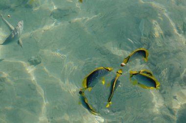 Chaetodon melannotus, Egipt 'te kızıl denizde, Sharm El-Sheikh. Mercan balığı, Kızıl Deniz 'de Karabuğday Kelebeği. Açık denizde balık besliyorum.