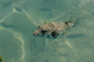 Beyaz lekeli puf (Arothron hispidus) ve Chaetodon melannotus Egipt 'te kızıl denizde, Sharm El-Sheikh. Açık denizde balık besliyorum.