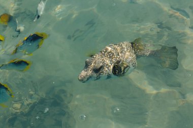 Beyaz lekeli puf (Arothron hispidus) ve Chaetodon melannotus Egipt 'te kızıl denizde, Sharm El-Sheikh. Açık denizde balık besliyorum.