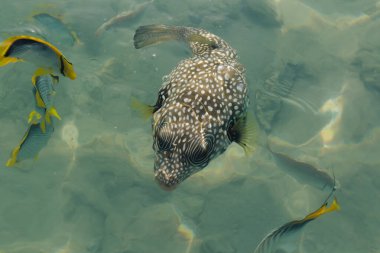 Beyaz lekeli puf (Arothron hispidus) ve Chaetodon melannotus Egipt 'te kızıl denizde, Sharm El-Sheikh. Açık denizde balık besliyorum.