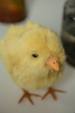 Sarı pelüş piliç ayakları üzerinde duruyor. Mutlu Paskalyalar. Çocuklar için pelüş oyuncak, Paskalya masa dekorasyonu.