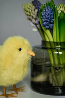 Sarı pelüş bir piliç çok renkli sümbülleri olan bir vazonun yanında duruyor. Mutlu Paskalyalar. Çocuklar için pelüş oyuncak, Paskalya masa dekorasyonu.
