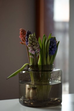 Vazoda çok renkli sümbüller var. Sümbül bahar çiçeklerinin makro fotoğrafları.