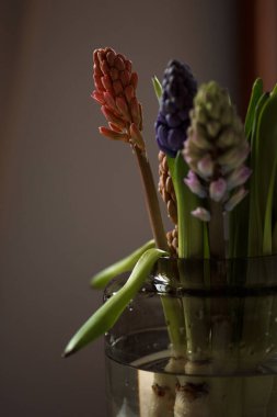 Vazoda çok renkli sümbüller var. Sümbül bahar çiçeklerinin makro fotoğrafları.