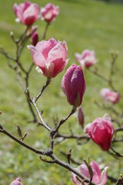 Yeşil çimen arka planında parlak pembe manolya çiçekleri. Makro fotoğrafçılık. Manolya çiçeklerinin yakın çekimi kraliyet ailesine ait olmayan bir görüntü oluşturur.