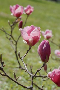 Yeşil çimen arka planında parlak pembe manolya çiçekleri. Makro fotoğrafçılık. Manolya çiçeklerinin yakın çekimi kraliyet ailesine ait olmayan bir görüntü oluşturur.