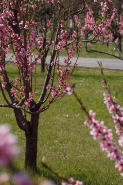 Prunus persica, Polonya 'nın Varşova botanik bahçesinde. Baharda çiçek açan güzel şeftali ağaçları. Pembe çiçekler baharda çiçek açar yeşil çimen arka planında, makro fotoğrafçılık.