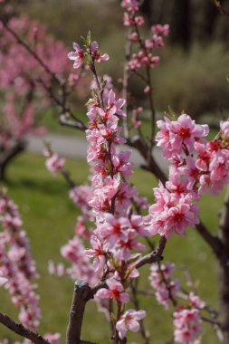 Prunus persica, Polonya 'nın Varşova botanik bahçesinde. Baharda çiçek açan güzel şeftali ağaçları. Pembe çiçekler baharda çiçek açar yeşil çimen arka planında, makro fotoğrafçılık.