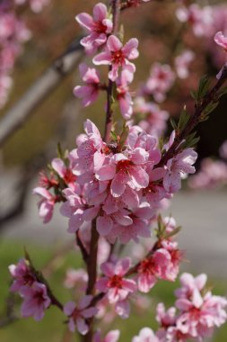 Prunus persica, Polonya 'nın Varşova botanik bahçesinde. Baharda çiçek açan güzel şeftali ağaçları. Pembe çiçekler baharda çiçek açar yeşil çimen arka planında, makro fotoğrafçılık.