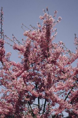 Prunus persica, Polonya 'nın Varşova botanik bahçesinde. Baharda çiçek açan güzel şeftali ağaçları. Pembe çiçekler açar ilkbaharda mavi gökyüzü arka planında, makro fotoğrafçılık.