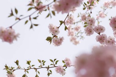 Japon kirazı ya da Prunus serrulata çiçek açan dallar mavi gökyüzü arka planına yakın. Yatay bahar doğa fotoğrafçılığı. Çiçekli kartpostal