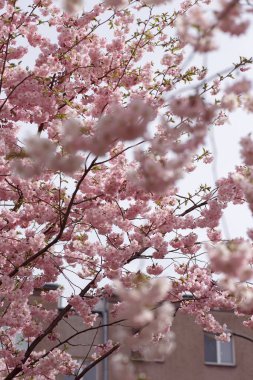 Japon kirazı ya da Prunus serrulata, şehrin arka planında çiçek açan dallar. Dikey bahar parkı fotoğrafçılığı. Çiçekli kartpostal