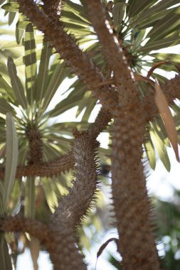 Varşova, Polonya 'daki Botanik Bahçesi' nde kaktüs bahçesi. Madagaskar Palm, Palmier de Madagaskar - Pachypodium lamerei