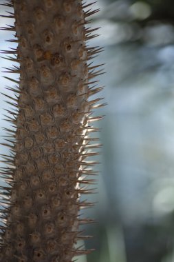 Varşova, Polonya 'daki Botanik Bahçesi' nde kaktüs bahçesi. Dikenli Madagaskar Palmiye Ağacı gövdesinin Macro fotoğrafı, Palmier de Madagaskar - Pachypodium lamerei