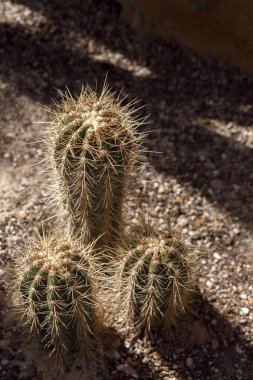 Powsin, Polonya 'daki Botanik Bahçeleri' nde Echinocereus kaktüsü. Kirpi kaktüsü.