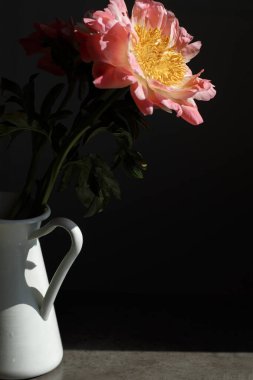 Yumuşak pembe şakayık siyah arka planda beyaz bir sürahide duruyor. Yaz çiçeklerinin makro fotoğrafları