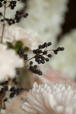 Siyah böğürtlen ve kremsi beyaz yapraklı yumuşak pastel çiçeklere yakın çekim. Şık sonbahar kompozisyonu düğün tasarımı, tebrik kartları, markalaşma ve çiçek arkaplanı için mükemmel..