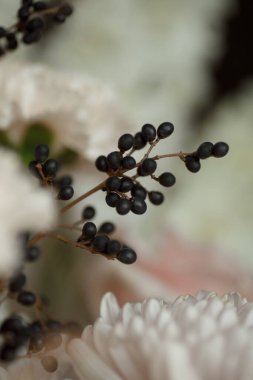 Siyah böğürtlen ve kremsi beyaz yapraklı yumuşak pastel çiçeklere yakın çekim. Şık sonbahar kompozisyonu düğün tasarımı, tebrik kartları, markalaşma ve çiçek arkaplanı için mükemmel..