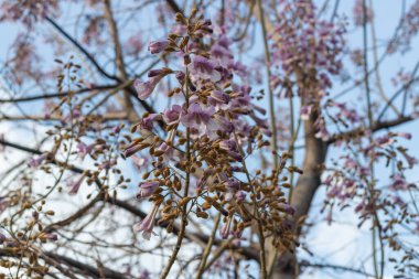 Açık mor çiçek kümeleriyle çiçek açan paulownia ağacı. Çiçekli paulownia tomentosa ağacı kiri ya da prenses ağacı huzuru ve bahar güzelliğini çağrıştırır.