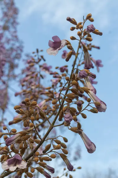 Çiçek açan paulownia ağacına yakın çekim, açık mor çiçek kümeleri. Paulownia tomentosa, diğer adıyla prenses ağacı, bahar sükunetini sembolize eder. Kiri ağacı çiçeklere ve mevsimsel görüntülere uyuyor.