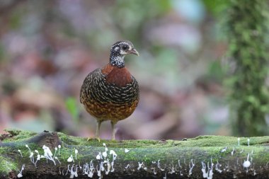 Sabah, Borneo, Malezya 'da Kestane gerdanlıklı Partridge (Tropicoperdix charltonii)