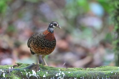 Sabah, Borneo, Malezya 'da Kestane gerdanlıklı Partridge (Tropicoperdix charltonii)
