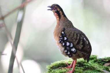 Sabah, Kuzey Borneo 'da Kestane kolye ya da Sabah Partridge (Tropicoperdix graydoni) 