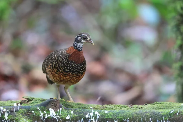 Partridge Naszyjnikiem Kasztanowca Tropicoperdix Charltonii Sabah Borneo Malezja — Zdjęcie stockowe