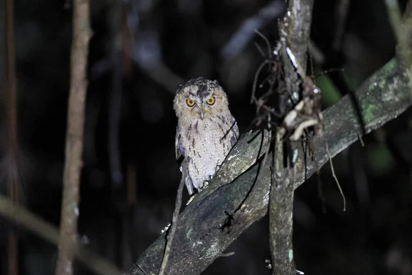 Sunda Scops Owl Otus Lempiji Sabah Borneo Malasia —  Fotos de Stock