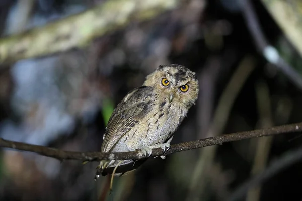 Sunda Scops Owl Otus Lempiji Sabah Borneo Malajsie — Stock fotografie