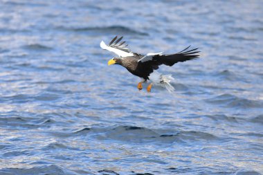Steller 'in Kuzey Japonya' daki deniz kartalı (Haliaeetus pelagicus)