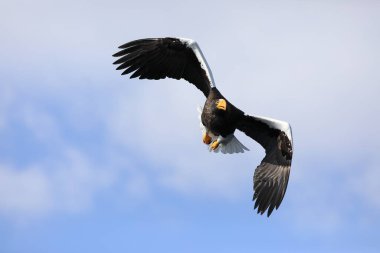 Steller 'in Kuzey Japonya' daki deniz kartalı (Haliaeetus pelagicus)