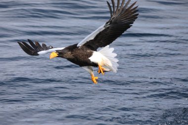 Steller 'in Kuzey Japonya' daki deniz kartalı (Haliaeetus pelagicus)