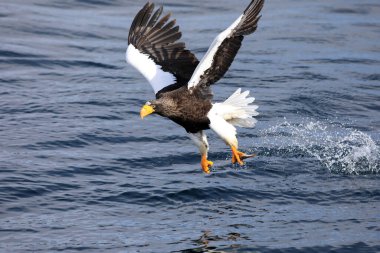 Steller 'in Kuzey Japonya' daki deniz kartalı (Haliaeetus pelagicus)