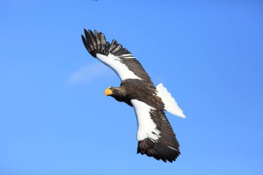 Steller 'in Kuzey Japonya' daki deniz kartalı (Haliaeetus pelagicus)