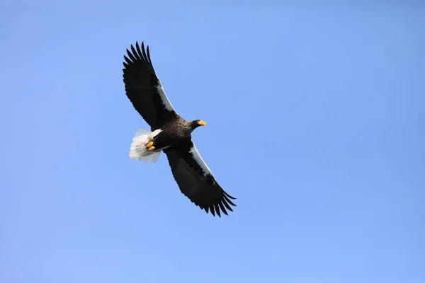Steller Sea Eagle Haliaeetus Pelagicus Hokkaido North Japan — Stock Photo, Image