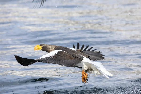 Águila Marina Steller Haliaeetus Pelagicus Hokkaido Norte Japón —  Fotos de Stock