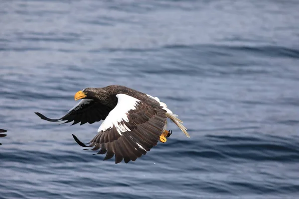 Морской Орел Стеллера Haliaeetus Pelagicus Хоккайдо Северная Япония — стоковое фото