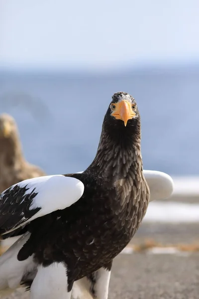 Steller Sea Eagle Haliaeetus Pelagicus Hokkaido North Japan — Stock Photo, Image