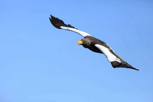 Águila Marina Steller Haliaeetus Pelagicus Hokkaido Norte Japón —  Fotos de Stock