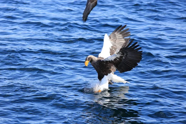日本北部北海道的海鹰 Haliaeeetus Pelagicus — 图库照片