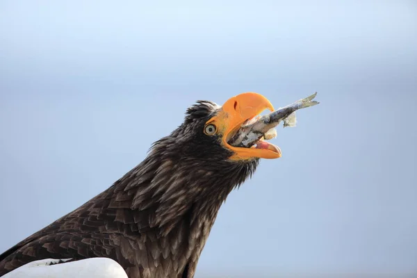 Stellerův Mořský Orel Haliaeetus Pelagicus Hokkaidu Severní Japonsko — Stock fotografie